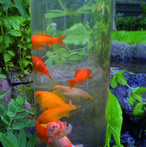 Ubbink Koi dóm, koi torony fish tower 50 - 50 x 20 úszó hal megfigyelő