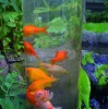 Ubbink Koi dóm, koi torony fish tower 100 - 100 x 20 úszó hal megfigyelő