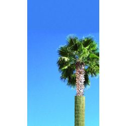 Fagyvédő gyékényfonat 1x1 5m  2cm vastag