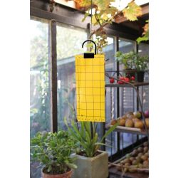 Légyfogó papír 5db-os