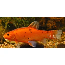 Arany compó 12-15cm