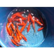 15-20 cm-es aranyhal