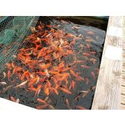 Aranyhal 16-20 cm (Carassius auratus)