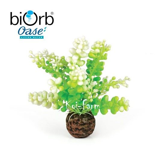 Tengeri alga dekoráció – 10 cm – biOrb