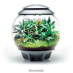 biOrb AIR 60 - Bromeliad