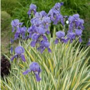 Iris pallida Variegata -dalmát nőszirom