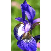 Iris kaempferi-japán nőszirom (01)