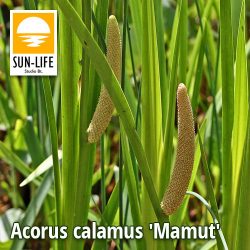 Acorus calamus Mamut / Orvosi kálmos (2)