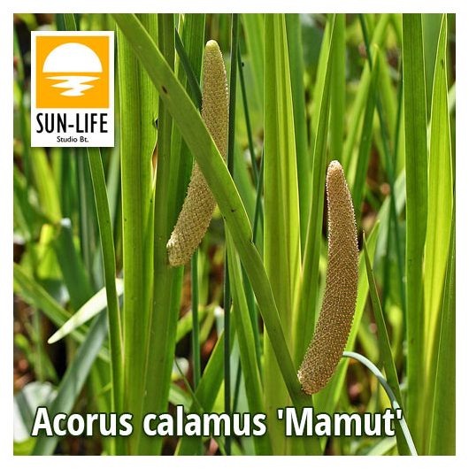 Acorus calamus Mamut / Orvosi kálmos (2)