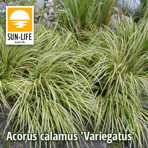 Acorus calamus Variegatus / Csíkos orvosi kálmos (3)