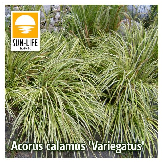 Acorus calamus Variegatus / Csíkos orvosi kálmos (3)