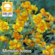 Mimulus luteus / Bohócvirág (80)