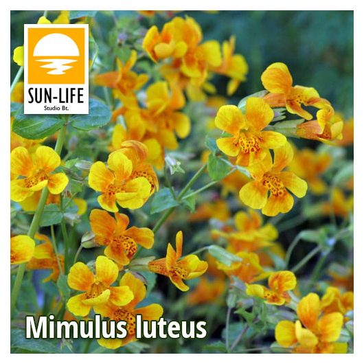Mimulus luteus / Bohócvirág (80)
