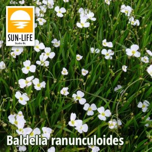 Baldelia ranunculoides / Bogláros kishídőr (10)