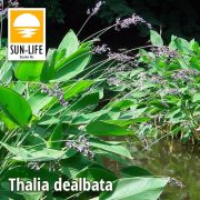 Thalia dealbata (126)