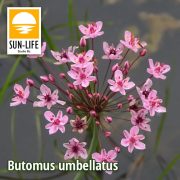 Butomus umbellatus / Virágkáka (14)