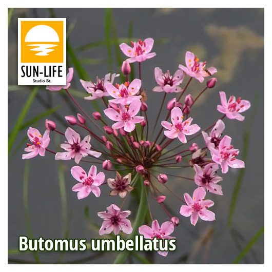 Butomus umbellatus / Virágkáka (14)