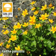 Caltha palustris / Gólyahír (16)