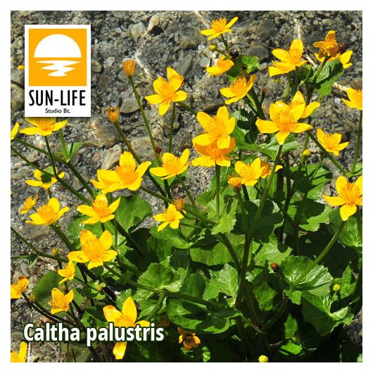 Caltha palustris / Gólyahír (16)