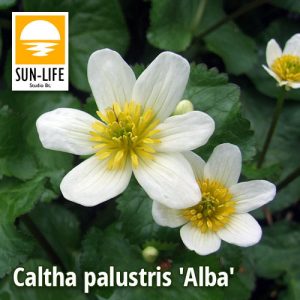 Caltha palustris Alba / Fehér Gólyahír (17)
