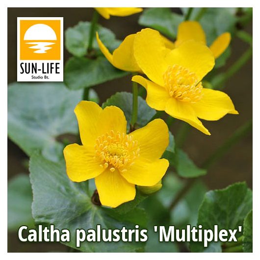 Caltha palustris Multiplex / Tömöttvirágú gólyahír (18)