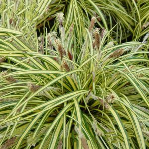 Carex muskingumensis Variegata / Csíkos pálmalevelű sás (21)