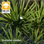 Stratiotes aloides / Kolokán ( 227 )