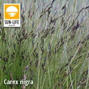 Carex nigra / Fekete sás ( 23 )
