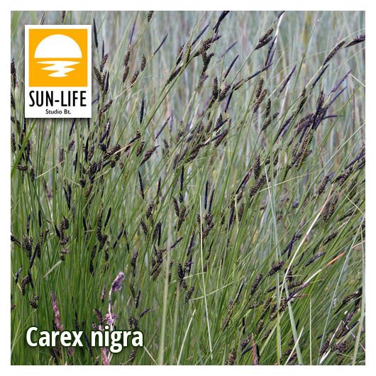 Carex nigra / Fekete sás ( 23 )