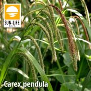 Carex pendula / Lecsüngő sás (25)