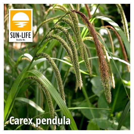 Carex pendula / Lecsüngő sás (25)