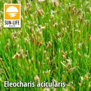 Eleocharis acicularis / Fonalas ecsetkáka ( 32 )
