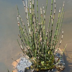 Equisetum japonicum / Japán zsurló (33)