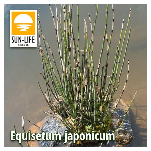 Equisetum japonicum / Japán zsurló (33)