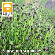 Equisetum scirpoides / Törpezsurló (34)