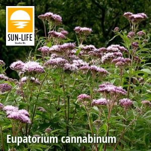 Eupatorium cannabinum / Sédkender (36)