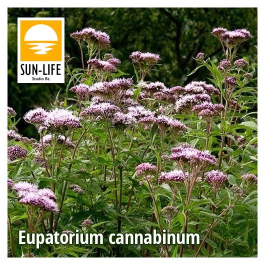 Eupatorium cannabinum / Sédkender (36)