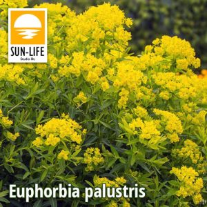 Euphorbia palustris / Mocsári kutyatej ( 37 )