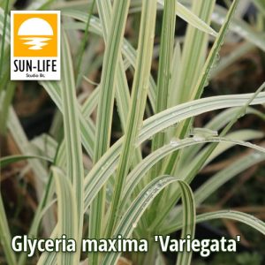 Glyceria maxima Variegata / Csíkos harmatkása (41)