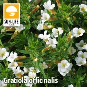 Gratiola officinalis / Csikorgófű (42)