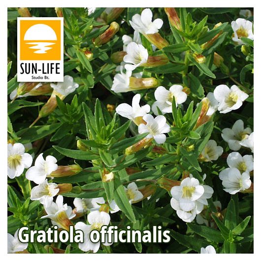 Gratiola officinalis / Csikorgófű (42)