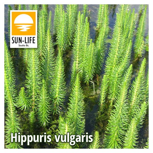 Hippuris vulgaris / Vízilófarok ( 47 )