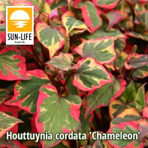 Houttuynia cordata Chameleon / Kaméleonvirág (49)