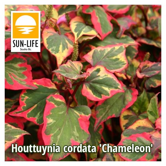 Houttuynia cordata Chameleon / Kaméleonvirág (49)