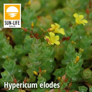 Hypericum elodes / Mocsári orbáncfű (51)