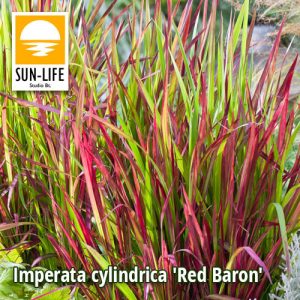Imperata cylindrica Red Baron / Vörös alangfű (52)