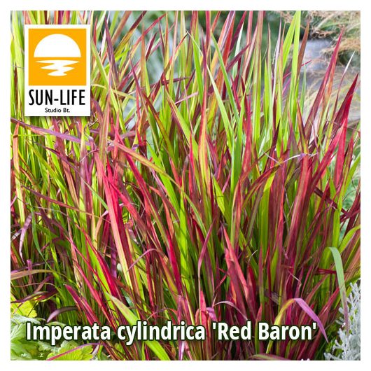 Imperata cylindrica Red Baron / Vörös alangfű (52)