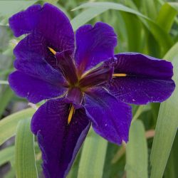 Iris laevigata Black Gamecock / Fekete nőszirom (53)