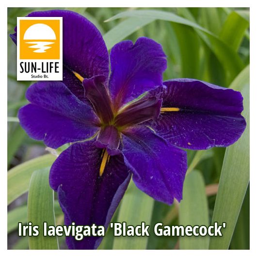 Iris laevigata Black Gamecock / Fekete nőszirom (53)