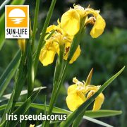 Iris pseudacorus / Sárga nőszirom ( 55 )